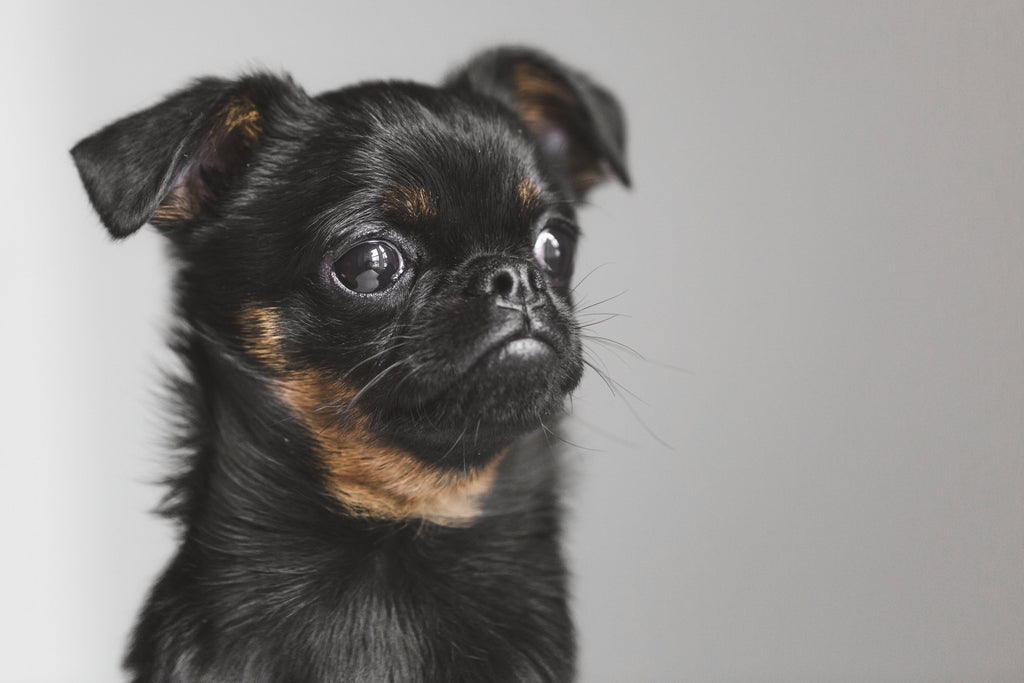 Gifts for Pets - Inspired Creative Gifts