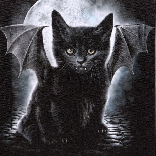 19x25cm Bat Cat Canvas Plaque by Spiral Direct | Inspired Creative Gifts | UK Supplier