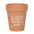 Bloom Where You Are Planted Terracotta Plant Pot | Inspired Creative Gifts | UK Supplier