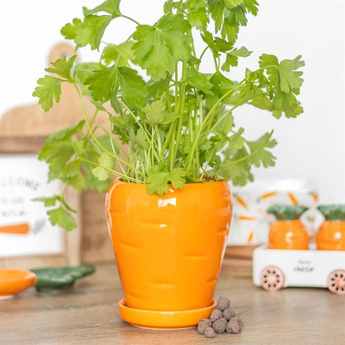 Carrot Shaped Plant Pot with Parsley Seed Balls | Garden Accessories | Inspired Creative Gifts